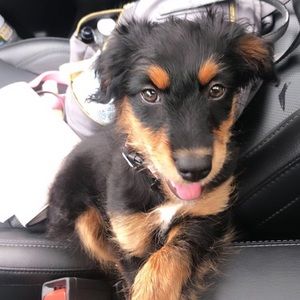 Meet your Posher, Bella